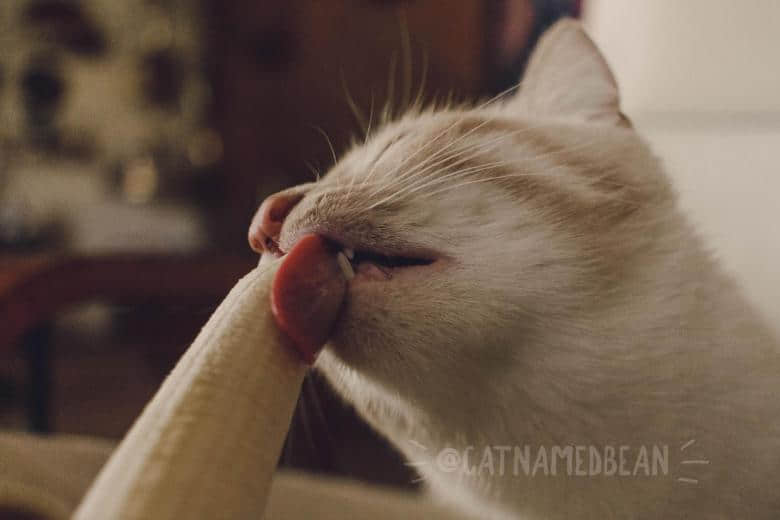 啊嘶~那边不可以！猫猫坏坏舔蕉蕉-NICEOLO