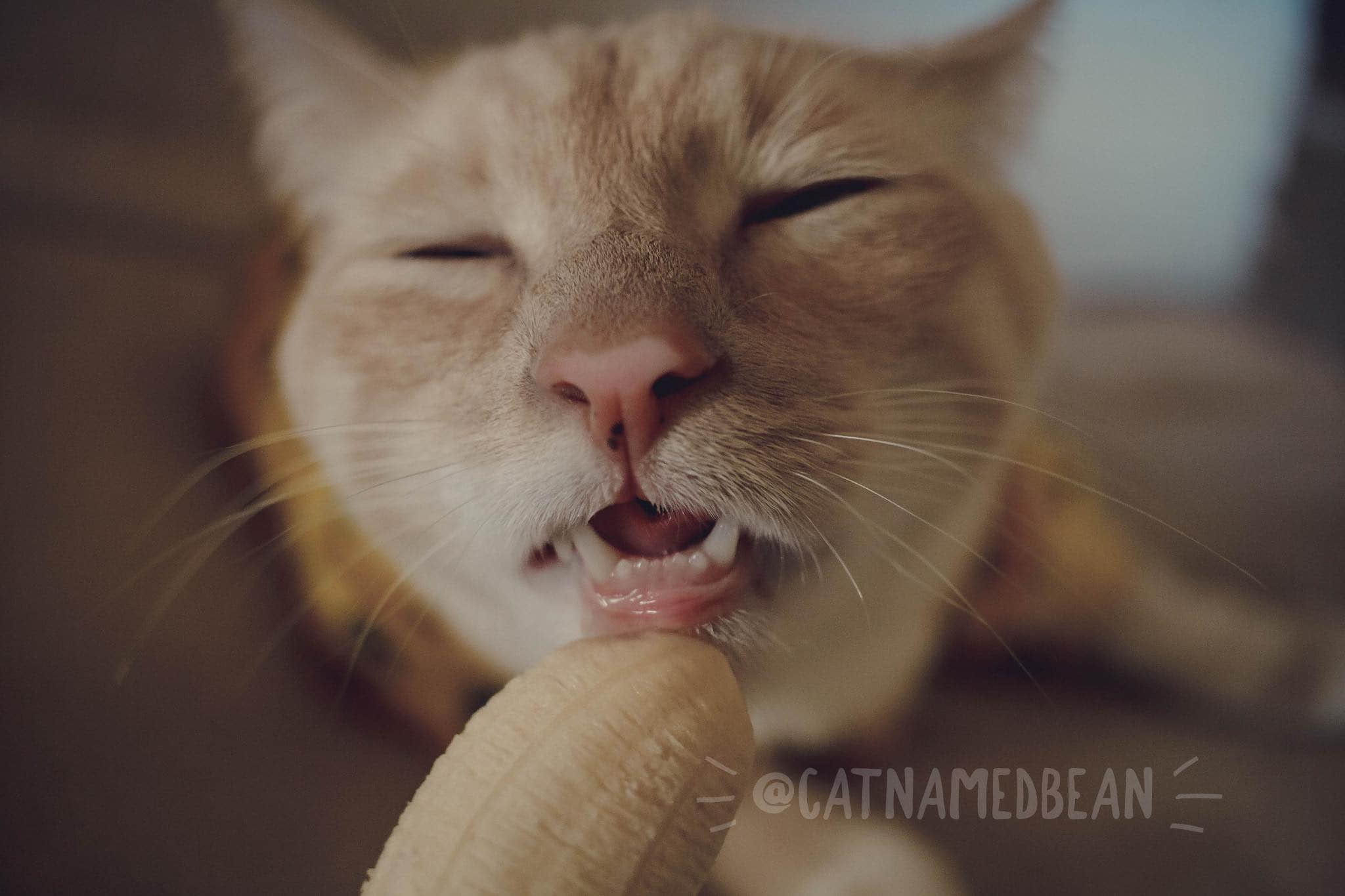 啊嘶~那边不可以！猫猫坏坏舔蕉蕉-NICEOLO