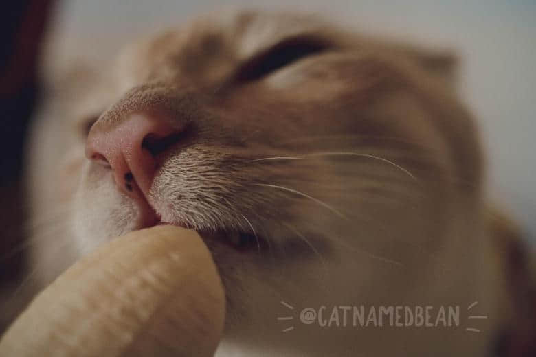 啊嘶~那边不可以！猫猫坏坏舔蕉蕉-NICEOLO