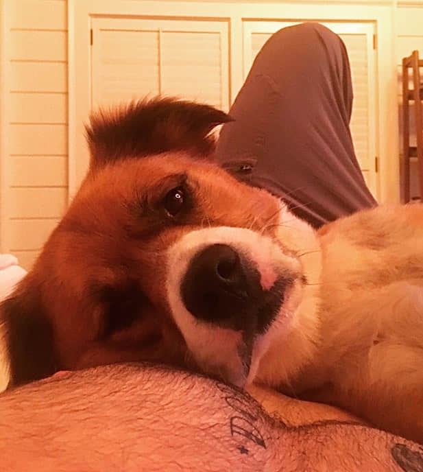 美国队长狂晒爱犬 百万按赞让人也好想当他的小狼狗 -2 美国队长狂晒爱犬 百万按赞让人也好想当他的小狼狗-NICEOLO