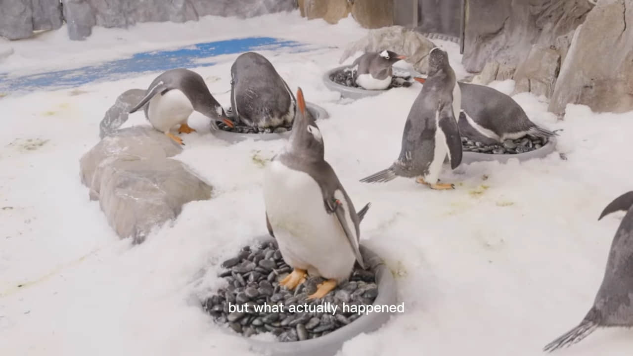 動物界同志比例最高的物種竟是企鵝! 澳洲動物園「贈蛋」助企鵝夫夫成家-NICEOLO