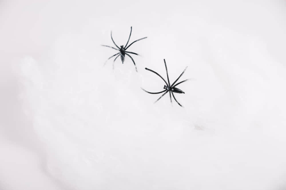 最 gay 的 10 種動物! 同志熊熊一起冬眠、夫夫企鵝把石頭當蛋孵-NICEOLO